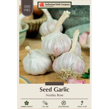 Allium, Seed Garlic Softneck 'Nootka Rose'