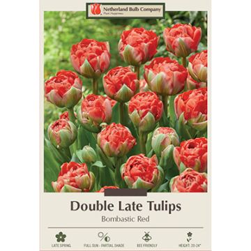Tulipa, Late Double Tulip 'Bombastic Red'