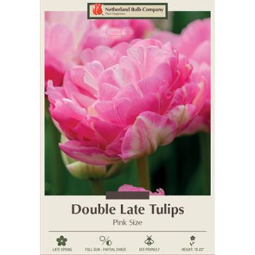 Tulipa, Late Double Tulip 'Pink Size'