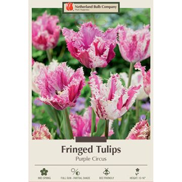 Tulipa, Fringed Tulip 'Purple Circus'