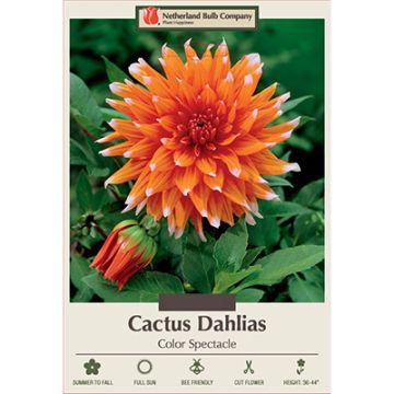 Dahlia, Cactus 'Color Spectacle'