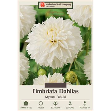 Dahlia, Fimbriata 'Myama Fubuki'