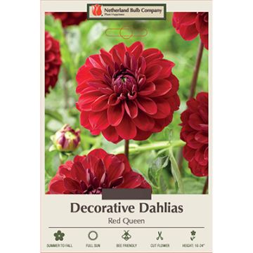 Dahlia, Decorative 'Red Queen'