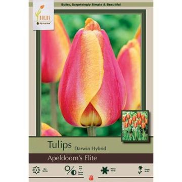 Tulipa, Darwin Hybrid Tulip 'Apeldoorn's Elite'