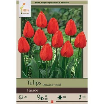 Tulipa, Darwin Hybrid Tulip 'Parade'