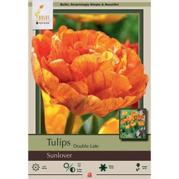 Tulipa, Late Double Tulip 'Sunlover'