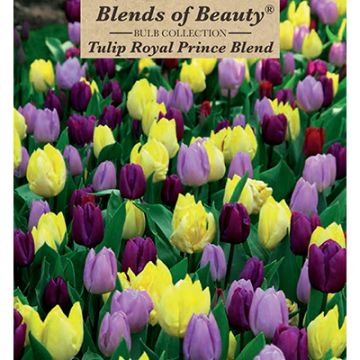 Tulipa Assortment, Early Single Tulip 'Royal Prince'