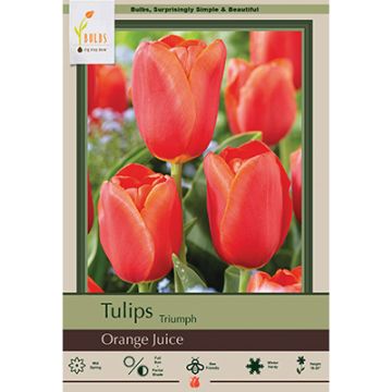 Tulipa, Triumph Tulip 'Orange Juice' 