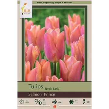 Tulipa, Early Single Tulip 'Salmon Prince'