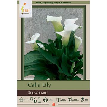 Zantedeschia, Calla Lily 'Snowboard'