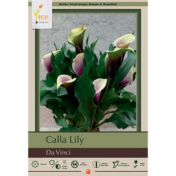 Zantedeschia, Calla Lily 'Da Vinci'