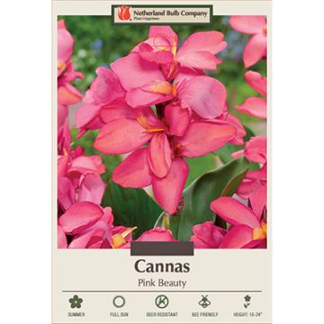 Canna, Dwarf Cannas 'Pink Beauty'