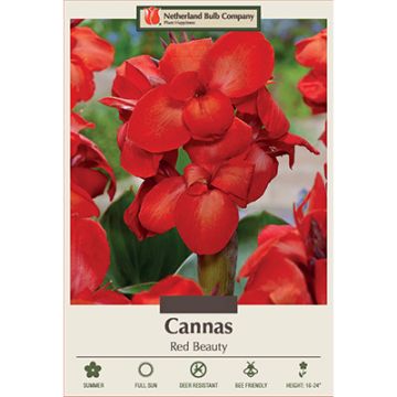 Canna, Dwarf Cannas 'Red Beauty'