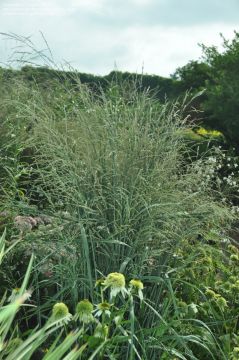Panicum, Switchgrass 'Dewey Blue Bitter'