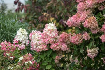 Hydrangea, Panicle 'First Editions® Diamond Rouge®'
