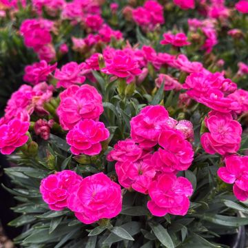 Dianthus, Carnation Pemán