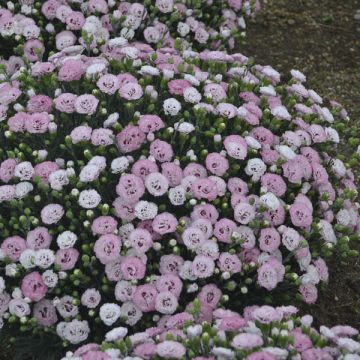Dianthus, Pretty Poppers® 'Appleblossom Burst'