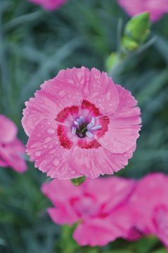 Dianthus, American Pie™ 'Bumbleberry Pie'