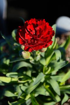 Dianthus, Constant Beauty® 'Red'