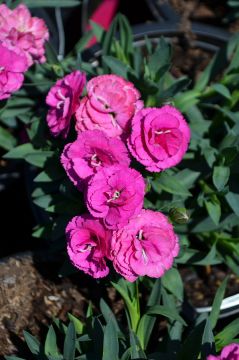Dianthus, Constant Cadence® 'Raspberry'