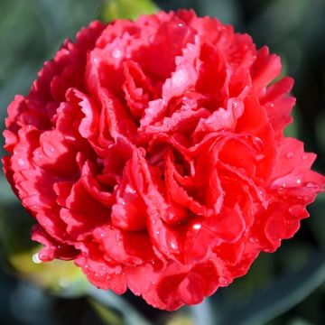 Dianthus, Double Pinks Early Bird™ 'Chili'