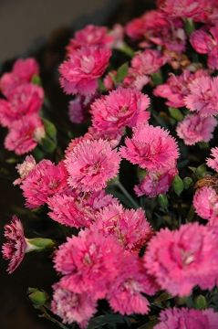 Dianthus, Everlast™ 'Orchid'