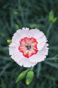 Dianthus, American Pie™ 'Georgia Peach Pie'