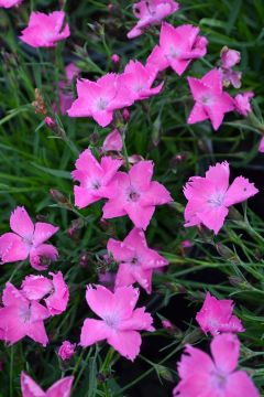 Dianthus, Kahori® 'Pink'