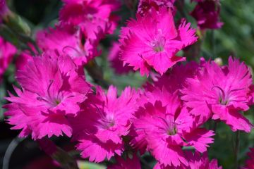 Dianthus, Cheddar Pinks 'Neon Star'