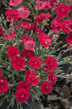 Dianthus, Star Single™ 'Fire Star Improved'