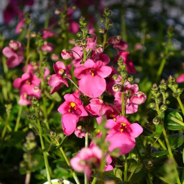 Diascia, Darla® 'Rose'