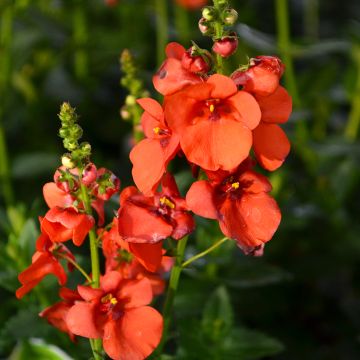 Diascia, Trinity™ 'Sunset'