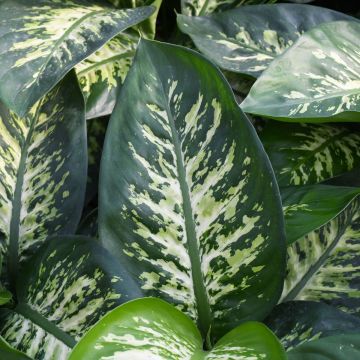 Dieffenbachia Seguine, Dumb Cane 'Tropic Snow'