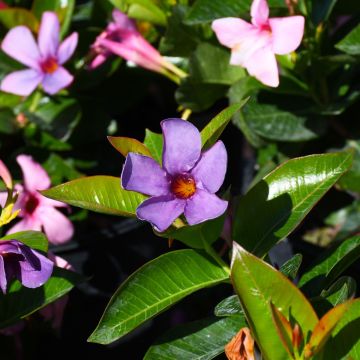Mandevilla, Dipladenia 'Bluephoria'