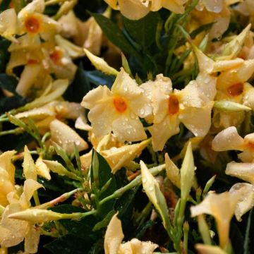 Mandevilla, Rock Trumpet, Yellow