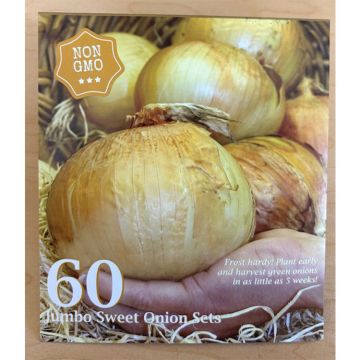 Allium, Sweet Onion Set 'Pentium'