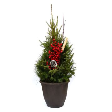 'Doorstep Signature Value' Spruce Tip Container