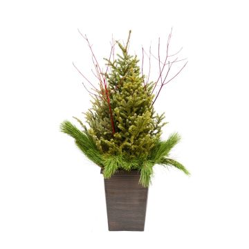 'Doorstep Charmer' Spruce Tip Square Container