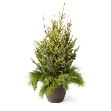 'Doorstep Charmer' Spruce Tip Round Container