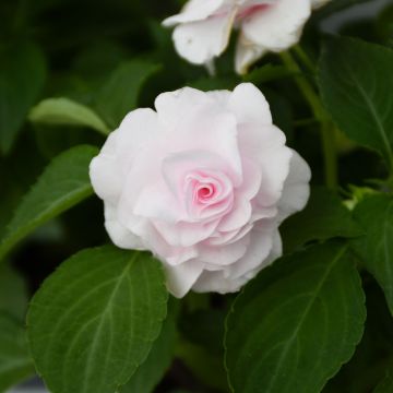 Impatiens, Double Glimmer™ 'Apple Blossom'