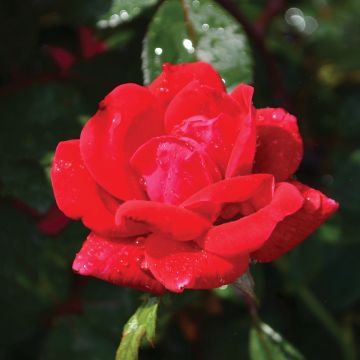 Rosa, Shrub Rose 'Knock Out® Double Red'