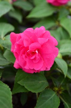 Impatiens, Double Glimmer™ 'Hot Pink'