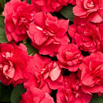 Impatiens, Double Glimmer™ 'Dark Red'