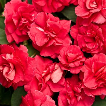 Impatiens, Double Glimmer™ 'Dark Red'