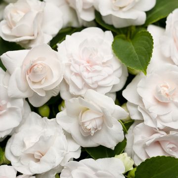 Impatiens, Double Glimmer™ 'White'