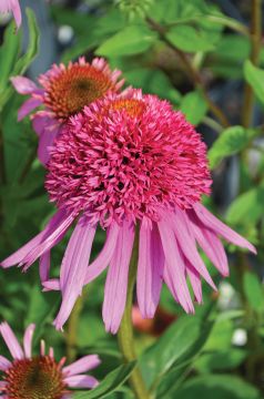 Echinacea, Coneflower 'Double Scoop™ Bubble Gum'