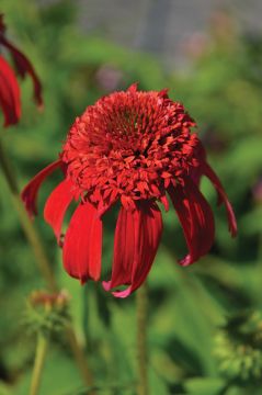 Echinacea, Coneflower 'Double Scoop™ Mandarin'