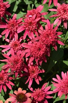 Echinacea, Coneflower 'Double Scoop™ Raspberry'