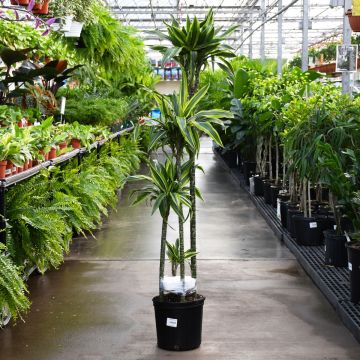 Dracaena Warneckii 'Jumbo'