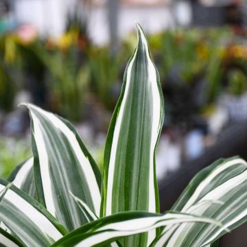 Dracaena Warneckii 'White Jewel'